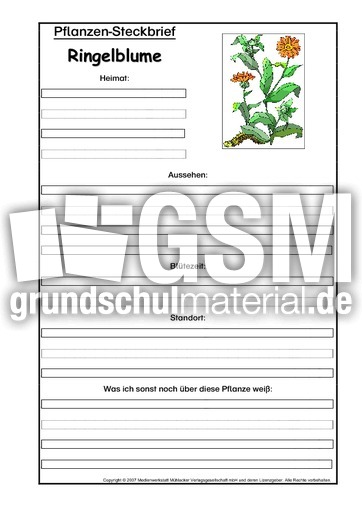 Pflanzensteckbrief-Ringelblume.pdf